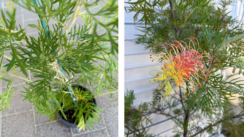 グレビレア ピーチズ＆クリーム ピーチアンドクリーム 5号鉢 園芸 通販