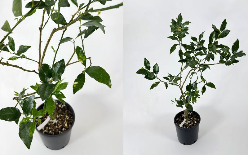 キンカン 「ぷちまる」 プチマル 5号ポット苗木