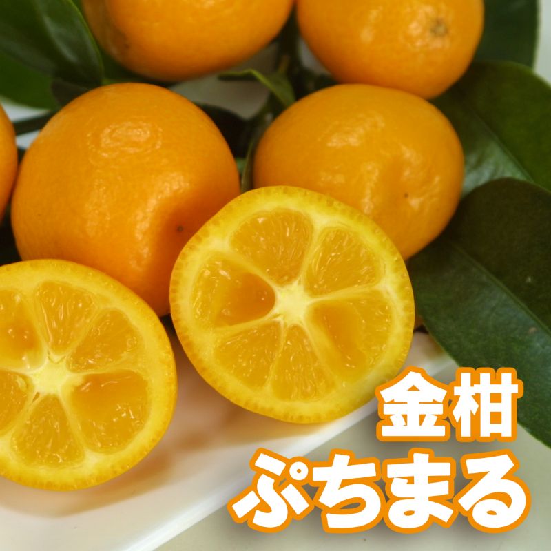 キンカン 「ぷちまる」 プチマル 5号ポット苗木