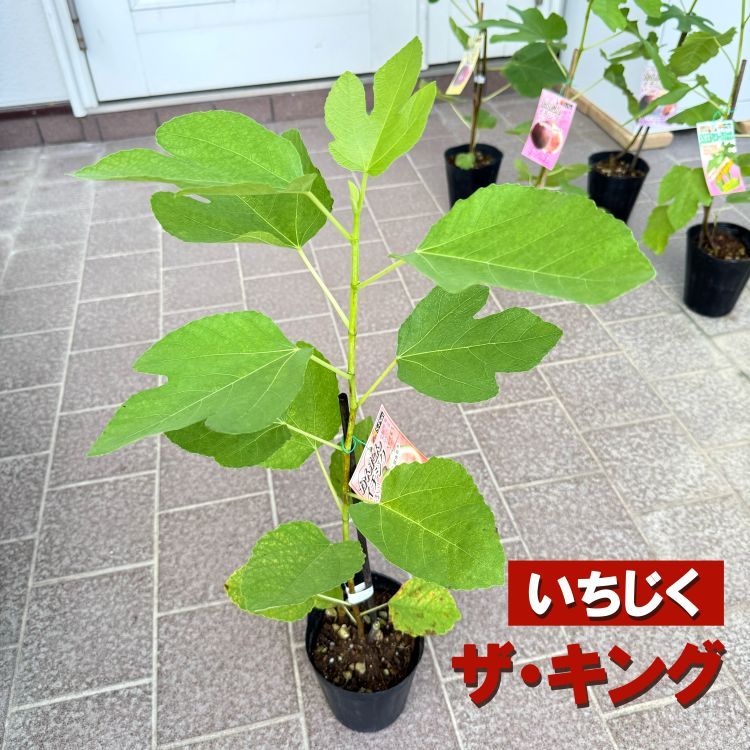 3378 イチジク ①Boysenberry Blush根鉢確認済み接木苗 3378 イチジク ①Boysenberry Blush根鉢確認済み接木苗 3378