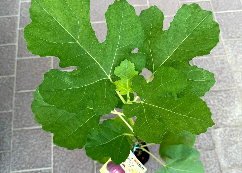 イチジク 「パスティー」 4号ポット 通販 greenery