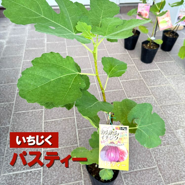 イチジク苗 ホワイトゼノア・イチヂク苗木』現 4号鉢植え 鉢ごと いちじく