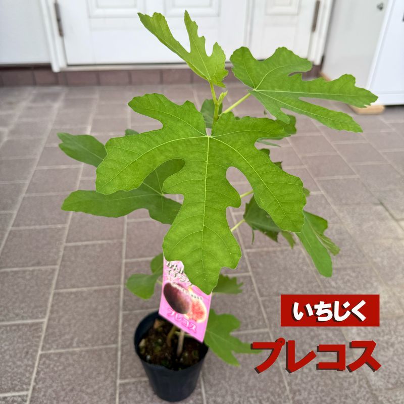 イチジク<br>「プレコス」<br>4号ポット苗
