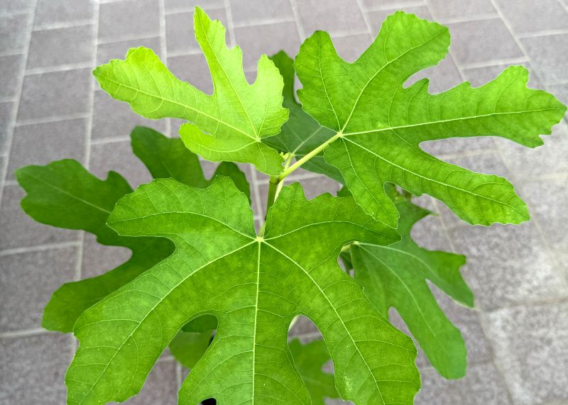 イチジク 「プレコス」 4号ポット 通販 greenery