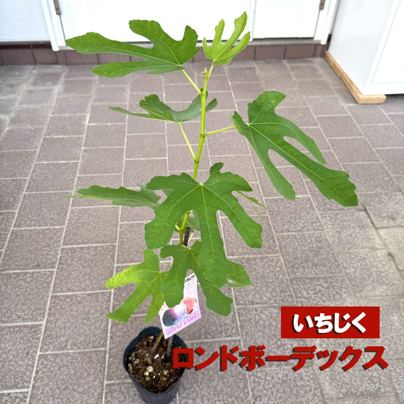 無農薬 無花果 ✳︎ イチジク ✳︎ ロンドボーデックス 大苗 無農薬 trtfc8 無農薬 無花果 ✳︎ イチジク ✳︎ ロンドボーデックス 大苗 無農薬 trtfc8