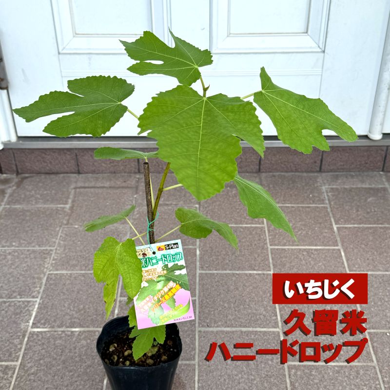 イチジク<br>「久留米ハニードロップ」<br>4号ポット苗