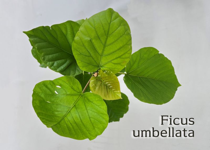 フィカス・ウンベラータ 4号ポット苗 ゴム 観葉植物 通販 greenery