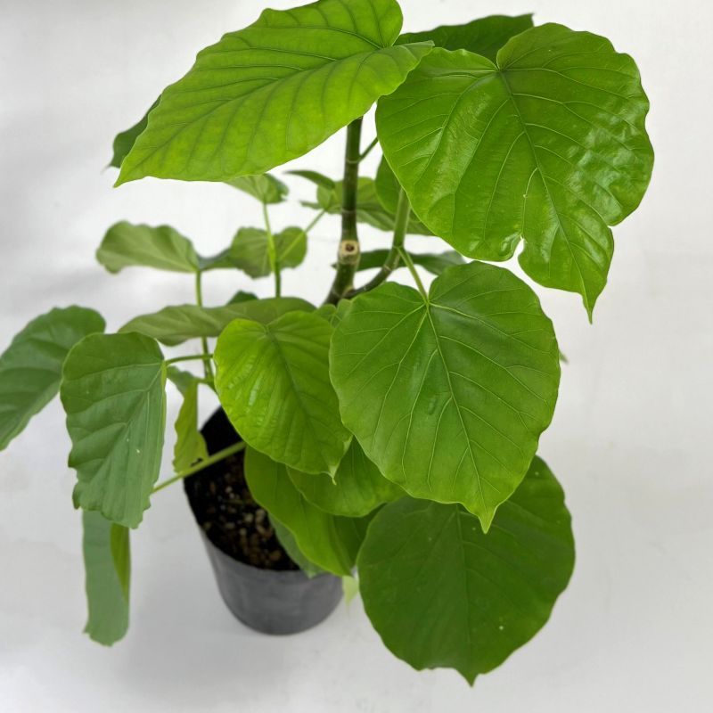 フィカス・ウンベラータ 4号ポット苗 ゴム 観葉植物 通販 greenery