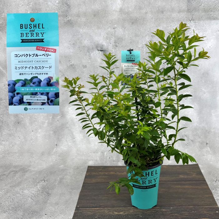 ブルーベリー<br>ブッシェル・アンド・ベリー<br>「ミッドナイトカスケード」 <br>鉢：12cm×15cmの長方形<br>【品種登録出願中】<br>出願番号：第37851号