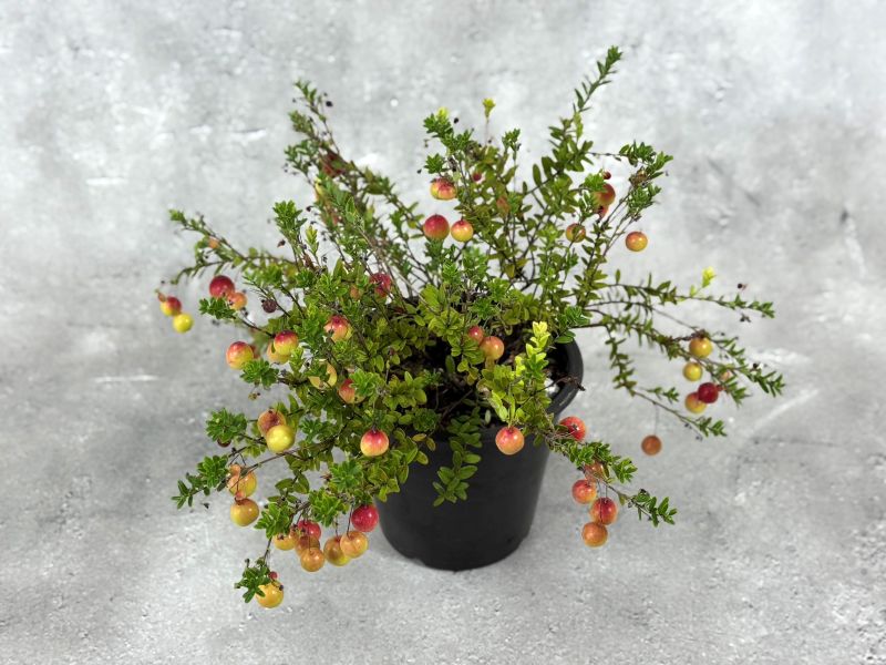 クランベリー 4号鉢 果樹 苗 苗木 鉢苗 通販 greenery