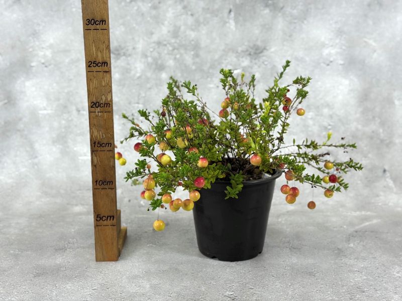 クランベリー 4号鉢 果樹 苗 苗木 鉢苗 通販 greenery