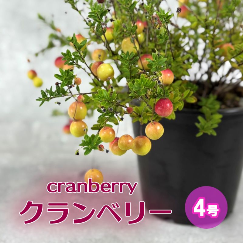 クランベリー<br>4号鉢