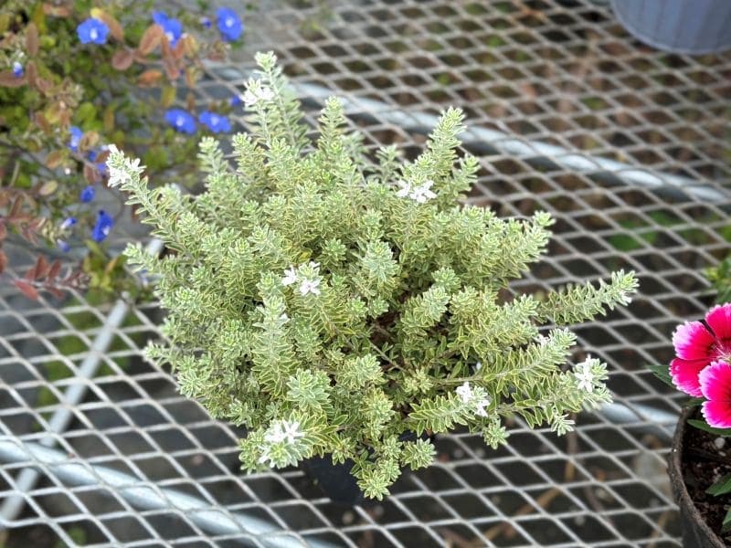 ウエストリンギア　スモーキーホワイトⅠ 大株　オージープランツ オージープランツ ウエストリンギア スモーキーホワイト 30cm鉢植え