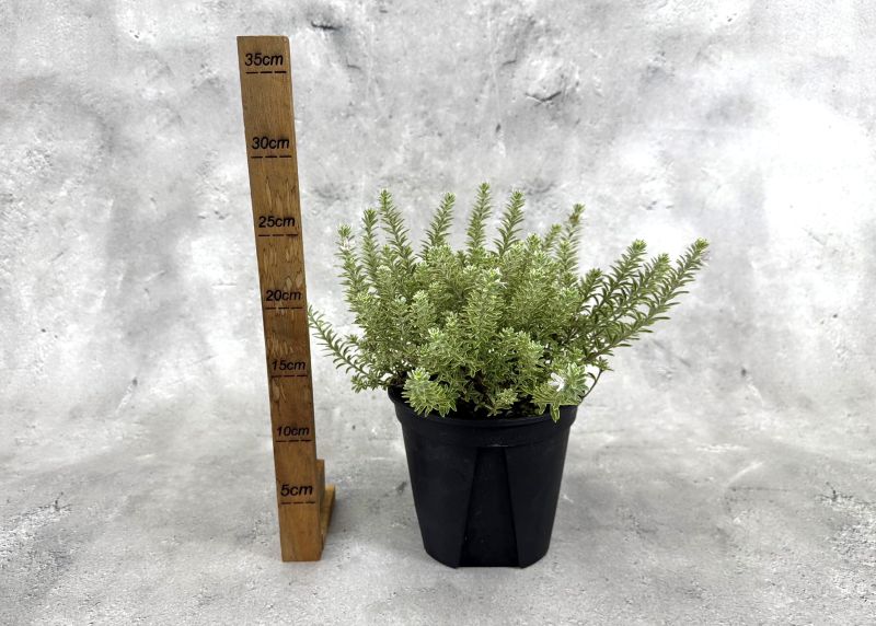 斑入り ウエストリンギア スモーキーホワイト 5個セット ボリューム大苗 ウエストリンギア スモーキーホワイト 鉢植え 苗