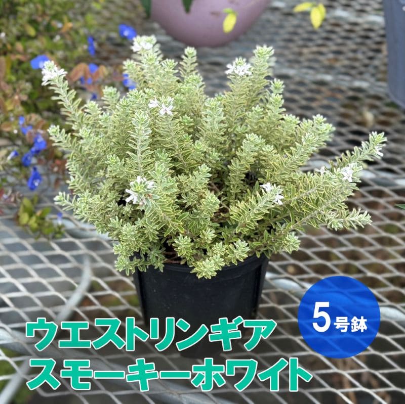 ウエストリンギア スモーキーホワイト 5号鉢 オージープランツ