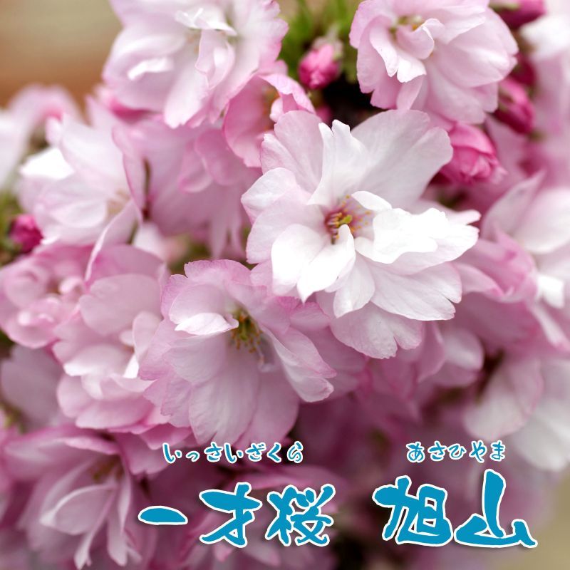 一才桜<br>「旭山」<br>17cmスリットプラ鉢