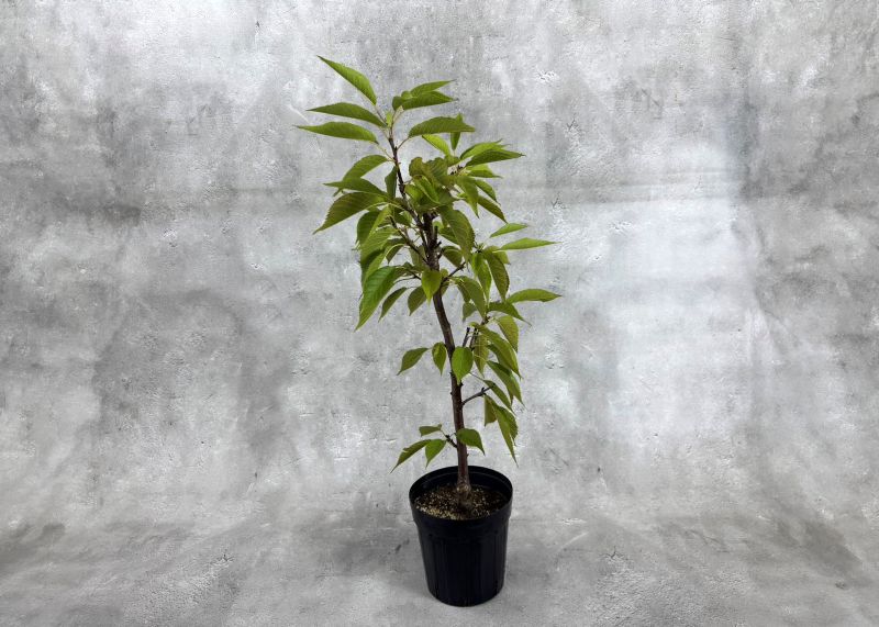 一才桜 旭山 イッサイザクラ アサヒヤマザクラ 17cmスリット鉢 苗 苗木