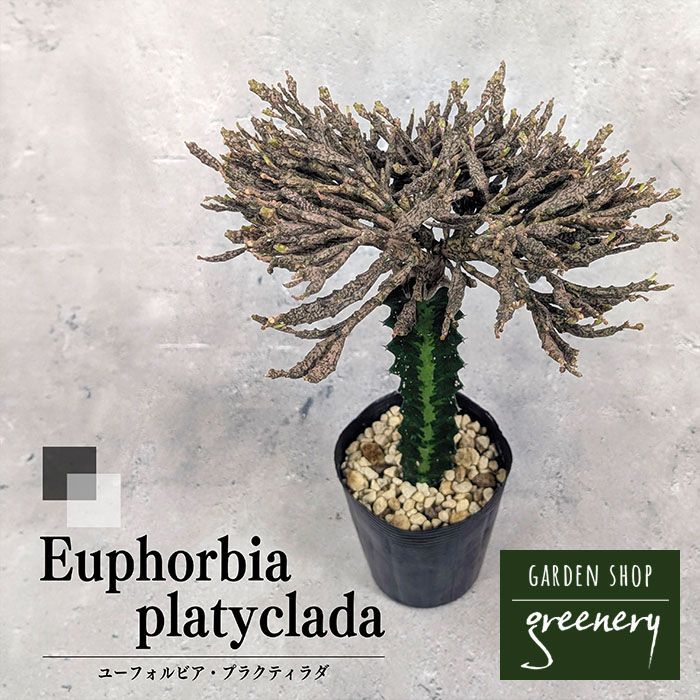 ユーフォルビア<br>プラティクラダ<br>接木<br>3.5号ポット苗