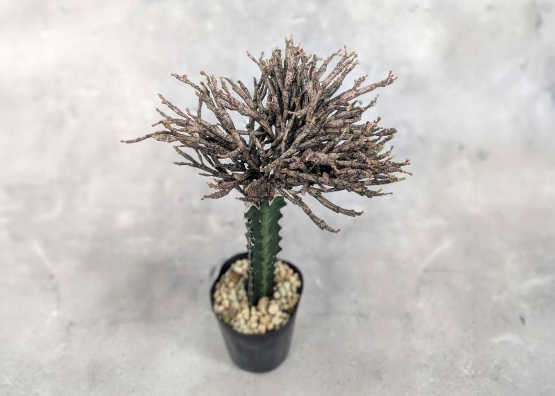 ユーフォルビア プラティクラダ 接木 3.5号ポット 多肉植物 通販 greenery