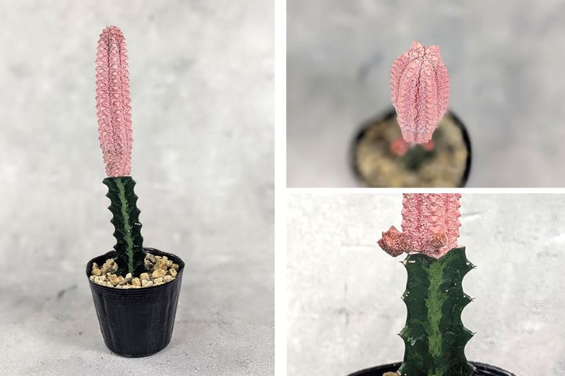 ユーフォルビア アブデルクリ＿２ ユーフォルビア アブデルクリ（ピンク） 接木 3.5号ポット 園芸 通販