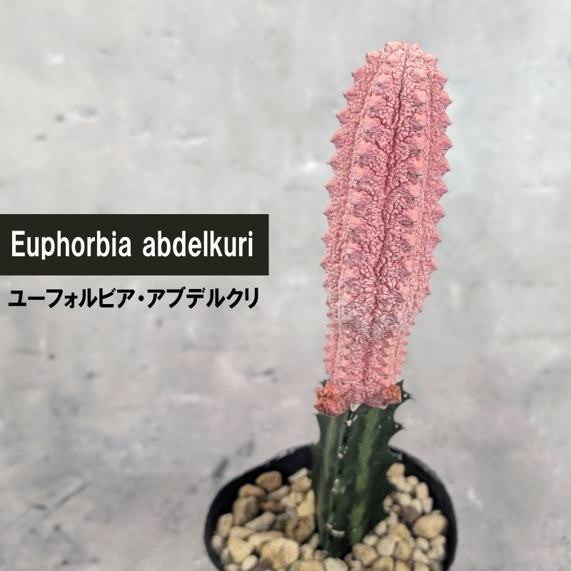 専用ユーフォルビア アブデルクリ 接ぎおろし 超特大 ユーフォルビア アブデルクリ 接ぎおろし 超特大 ユーフォルビア