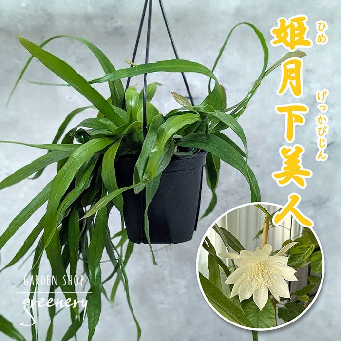 姫月下美人<br>5号（吊り下げ鉢）