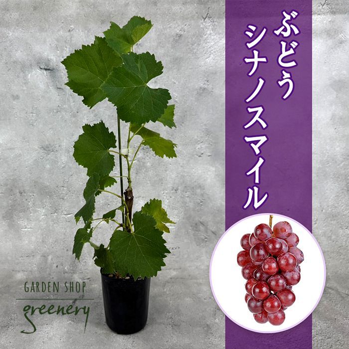 ぶどう<br>「シナノスマイル」<br>挿木苗<br>10.5ｃｍポット苗