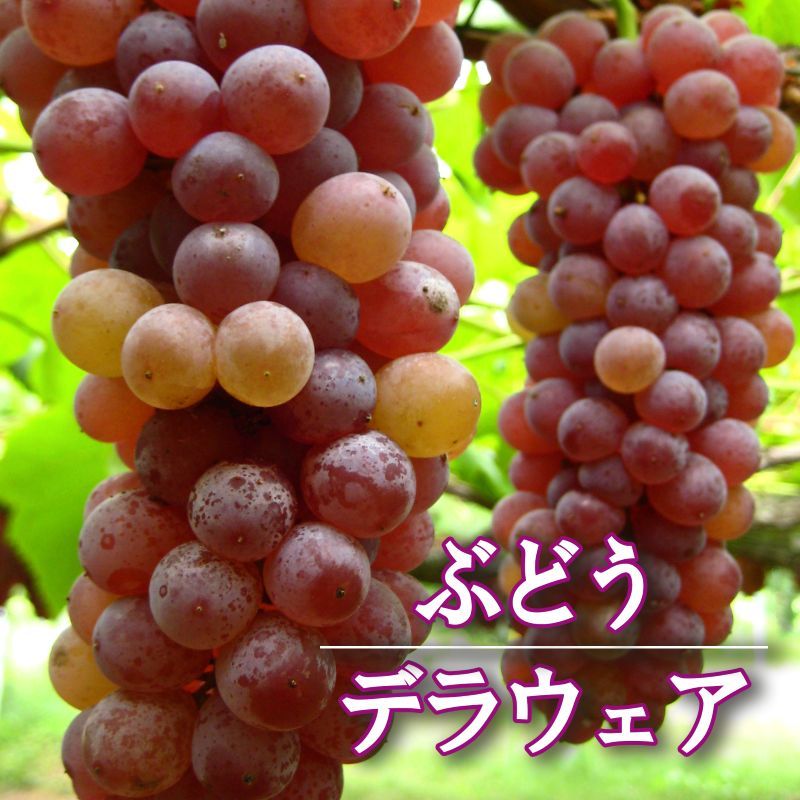 ぶどう<br>「デラウェア」<br>挿木苗<br>10.5ｃｍポット苗