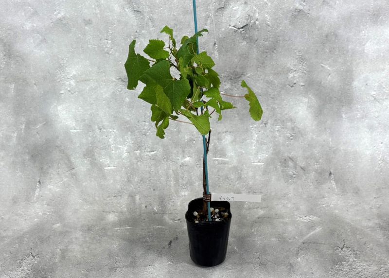 ぶどう 「デラウェア」 挿木苗 3.5号 ブドウ 葡萄 苗 園芸 果樹 苗木