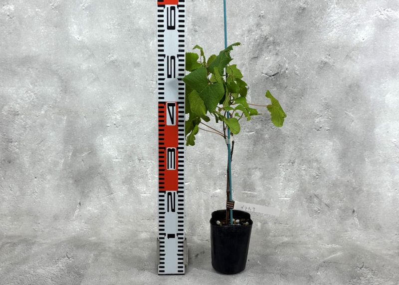 ぶどう 「デラウェア」 挿木苗 3.5号 ブドウ 葡萄 苗 園芸 果樹 苗木