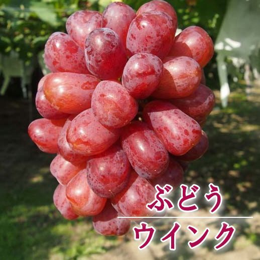 ぶどう<br>「ウインク」<br>挿木苗<br>10.5ｃｍポット苗