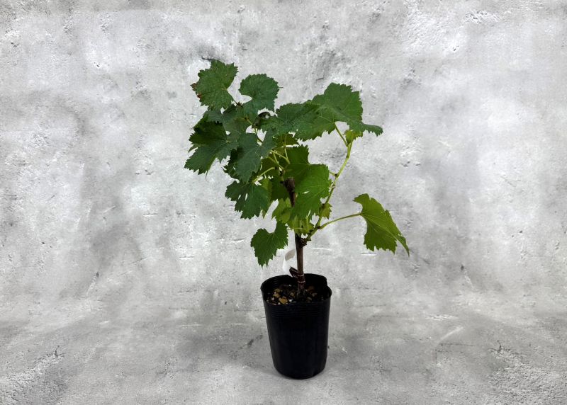 ぶどう 「高妻」 タカツマ 挿木苗 3.5号 ブドウ 葡萄 苗 園芸 果樹