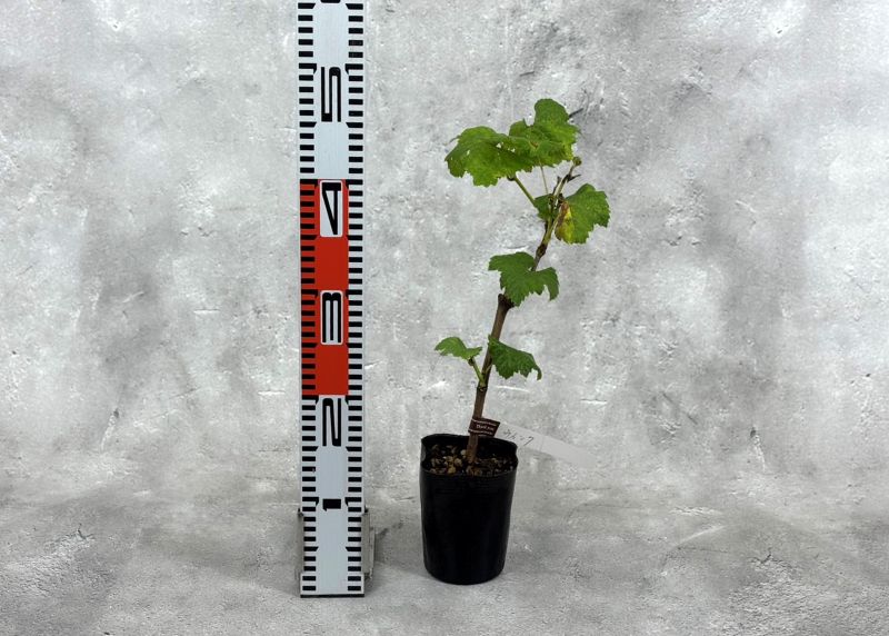 ぶどう 「高妻」 タカツマ 挿木苗 3.5号 ブドウ 葡萄 苗 園芸 果樹