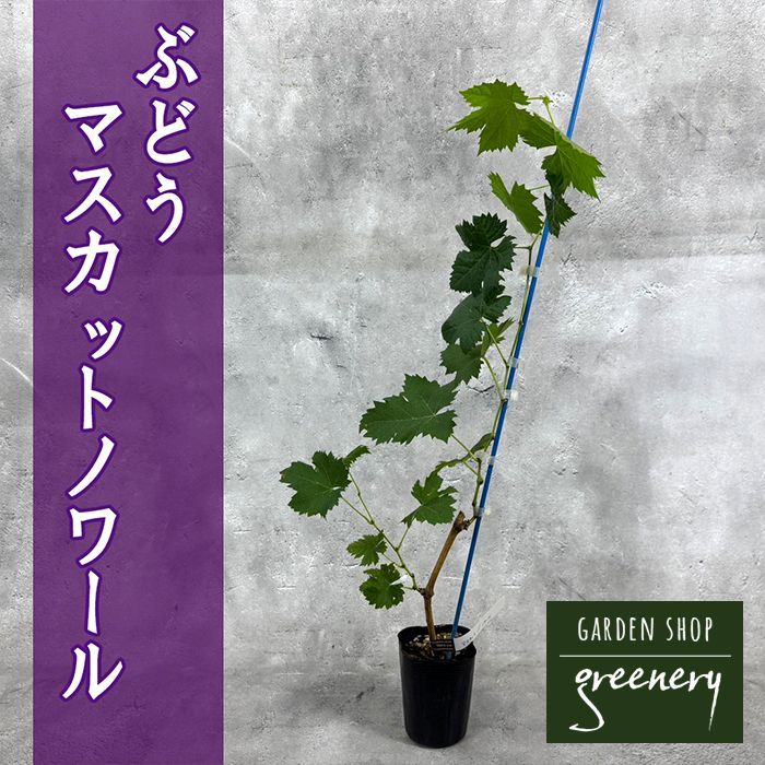 ぶどう<br>「マスカットノワール」<br>挿木苗<br>10.5ｃｍポット苗