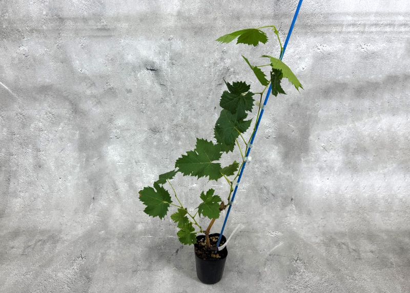 ぶどう 「マスカットノワール」 挿木苗 3.5号 ブドウ 葡萄 苗 園芸