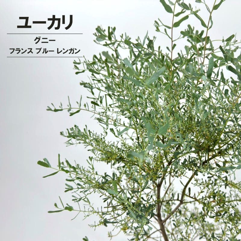 ユーカリ<br>「グニー フランス ブルー レンガン」<br>6号鉢<br>高さ：約75～90cm