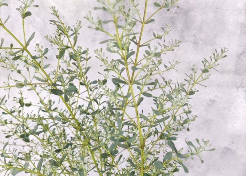 ユーカリ グニー フランスブルーレンガン 6号 観葉植物 greenery