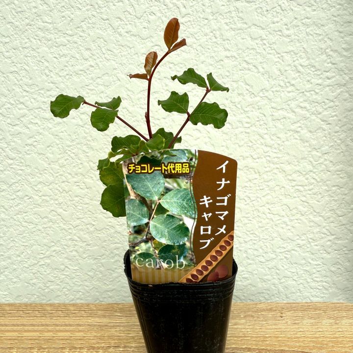 イナゴマメ<br>キャロブ<br>7.5cmポット苗