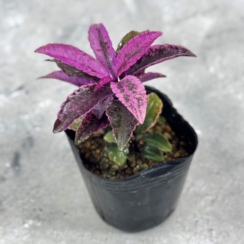 万両（マンリョウ）<br>「紅孔雀」<br>9cmポット苗<br>【登録品種】<br>【品種登録番号：15380】