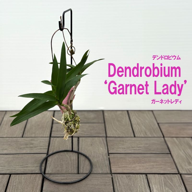 デンドロビウム<br>”ガーネットレディ”<br>スタンド付き