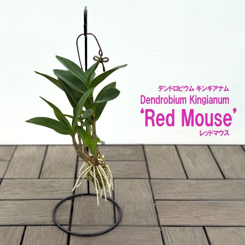 デンドロビウム・キンギアナム<br>”レッドマウス”<br>スタンド付き