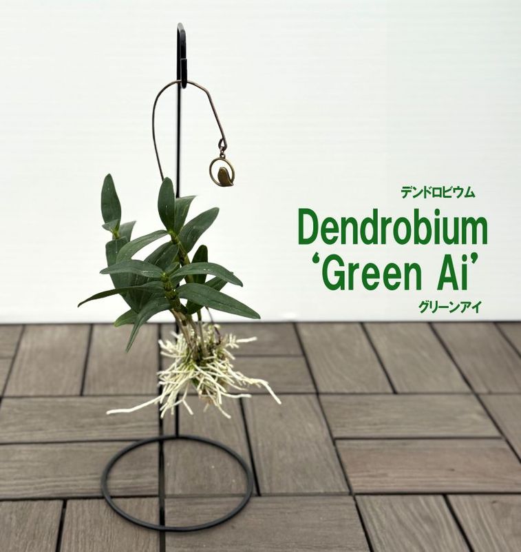 デンドロビウム<br>”グリーンアイ”<br>スタンド付き