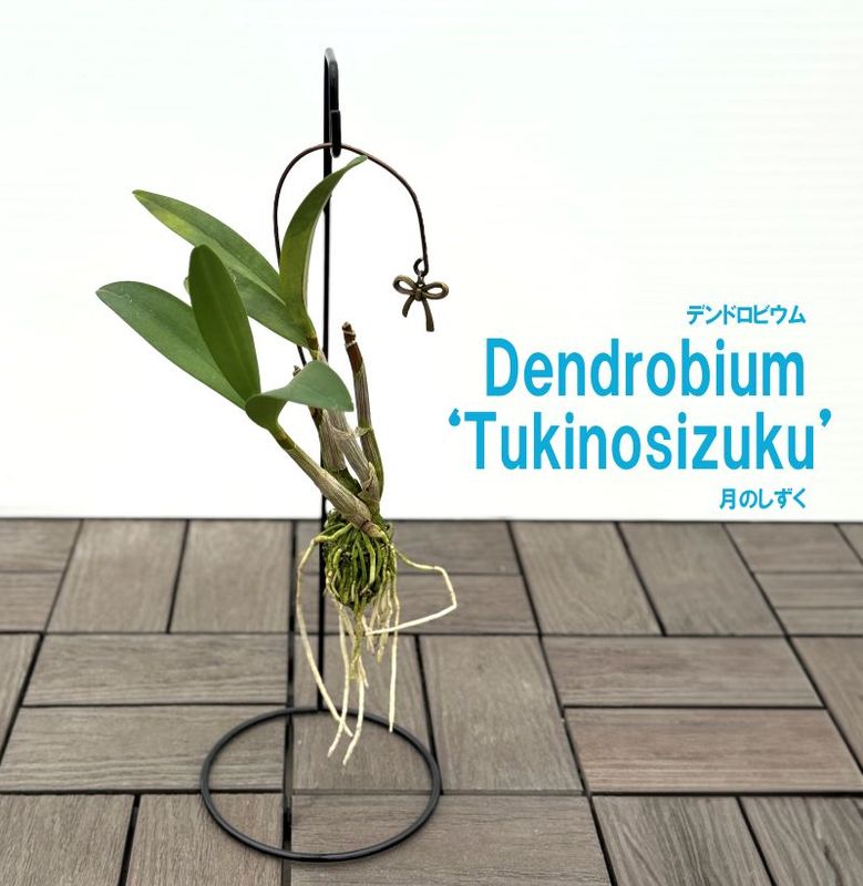 デンドロビウム<br>”月のしずく”<br>スタンド付き