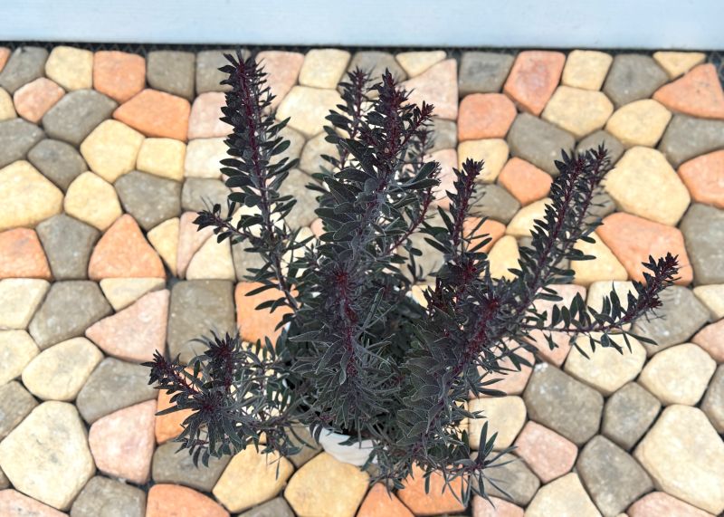 43㎝　リューカデンドロンとアンティーク紫陽花の横長ガーランド 43㎝ リューカデンドロンとアンティーク紫陽花の横長ガーランド 43