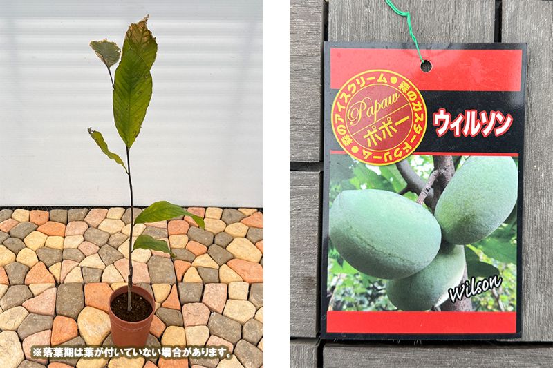 ポポー「ウィルソン」 5号プラスチック鉢 果樹 通販 greenery