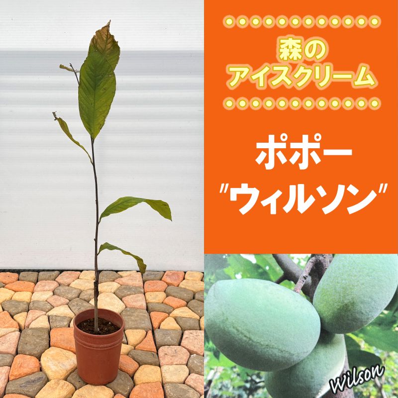 ポポー「ウィルソン」 5号プラスチック鉢 果樹 通販 greenery