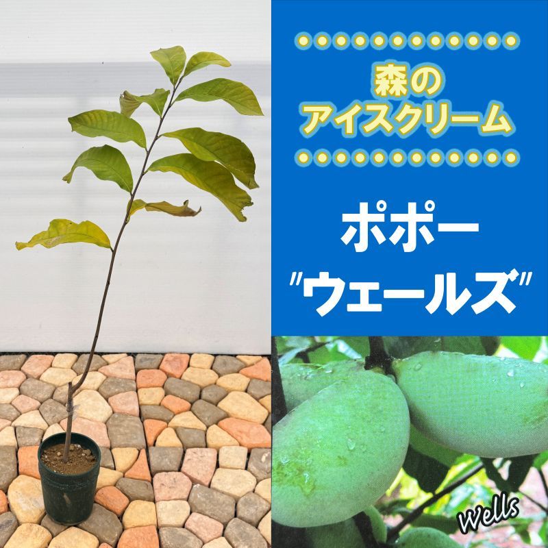 ポポー「ウェールズ」<br>5号プラスチック鉢