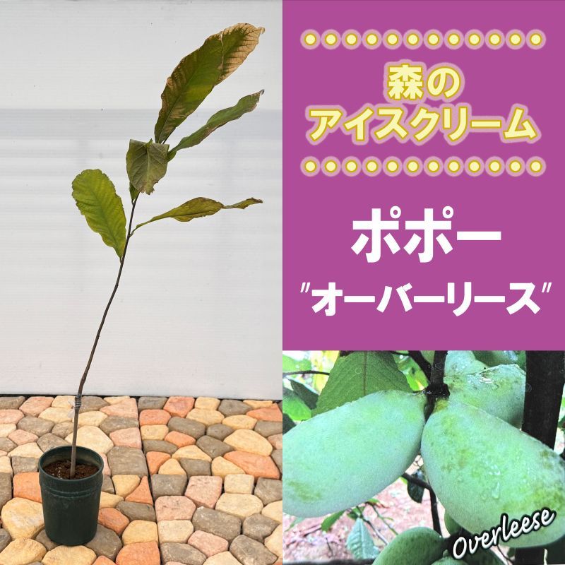 ポポー「オーバーリース」<br>5号プラスチック鉢