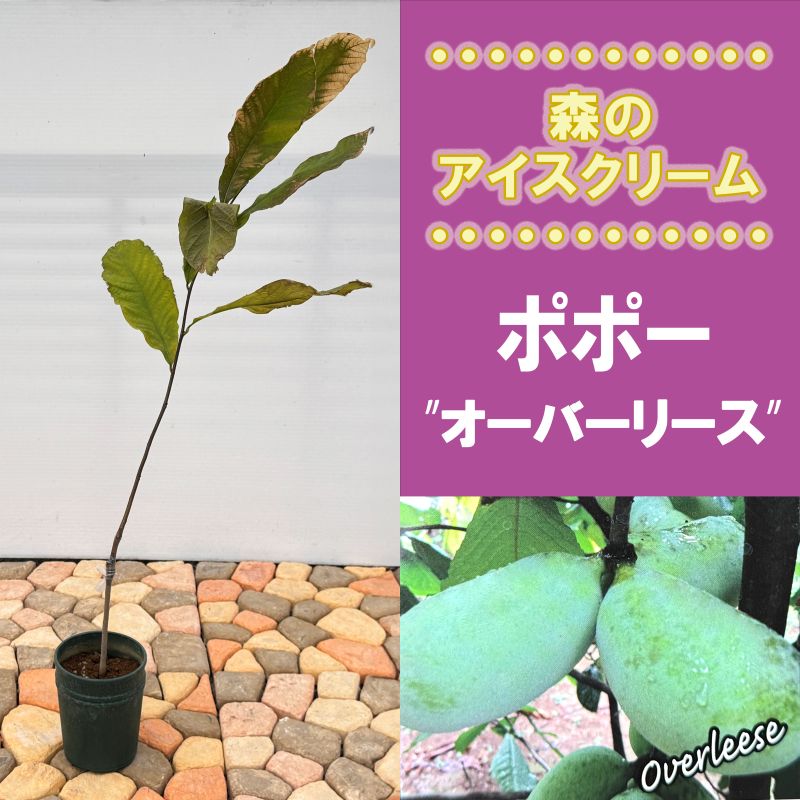 希少 旅人の木 タビビトノキ タネ 種 Lサイズ 苗 園芸 花 通販 greenery