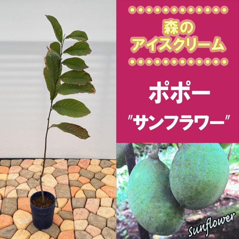 ポポー「サンフラワー」<br>5号プラスチック鉢